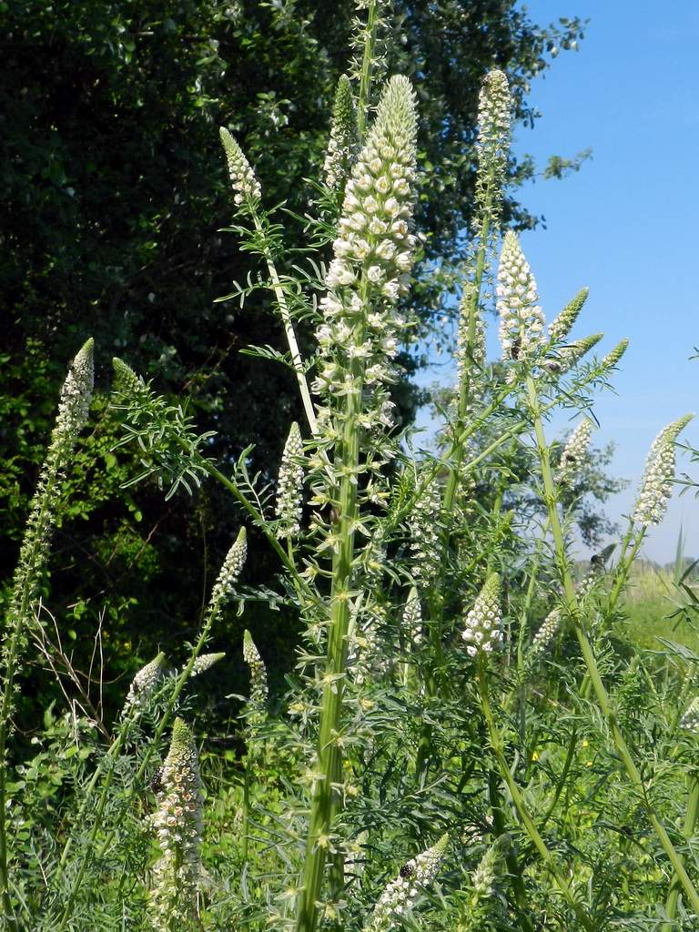 Reseda alba / Reseda bianca